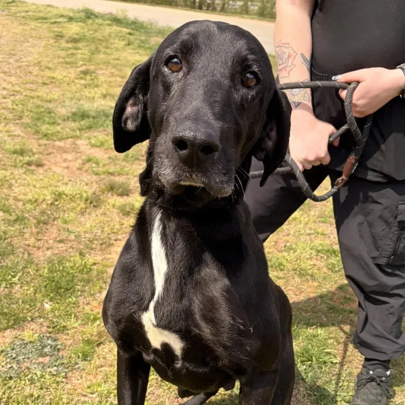 Cornbread thumbnail 2