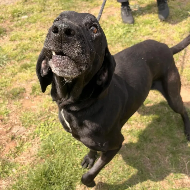 Cornbread thumbnail 3