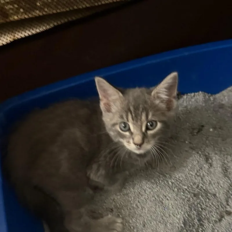 A baby small-sized male Gray / Blue / Silver Domestic Short Hair cat named Shadow for adoption in East Hanover, NJ