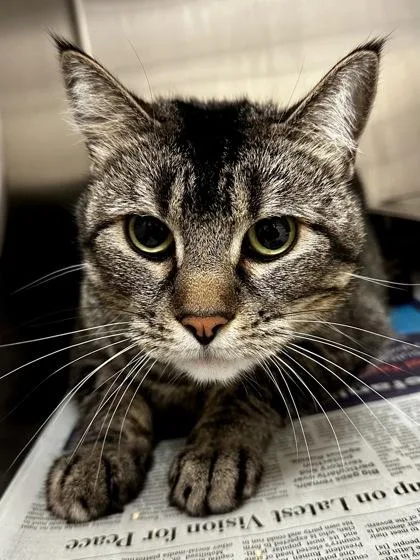 Lil Diva thumbnail 2