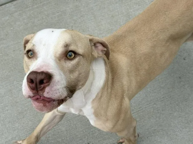 A young large-sized male Pit Bull Terrier dog named Cheif for adoption in Tulsa, OK