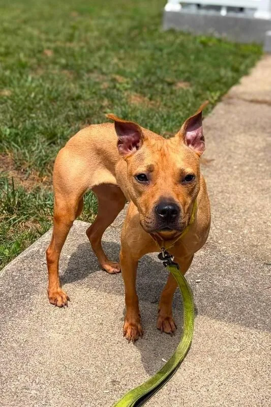 An adult medium-sized female Mixed Breed dog named Hoop for adoption in Cincinnati, OH