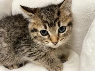 A young small-sized male Brown / Chocolate Tabby cat named Reeces for adoption in Parlier, CA