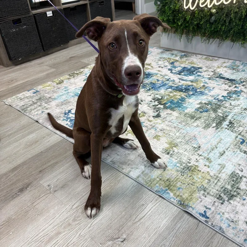 A young medium-sized female Chocolate Labrador Retriever dog named Karly for adoption in Royse City, TX