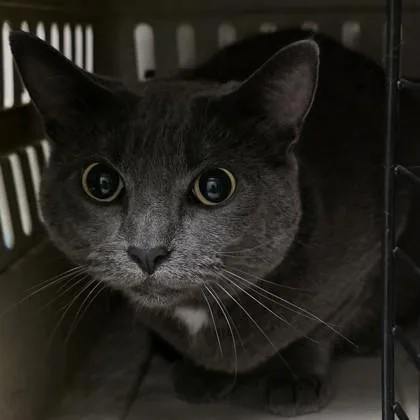 An adult medium-sized female Gray / Blue / Silver Domestic Short Hair cat named Ki Ki Boo for adoption in Dubuque, IA
