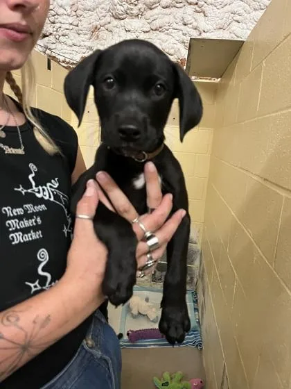 A baby medium-sized male Labrador Retriever dog named Rabbit for adoption in Marshall, NC