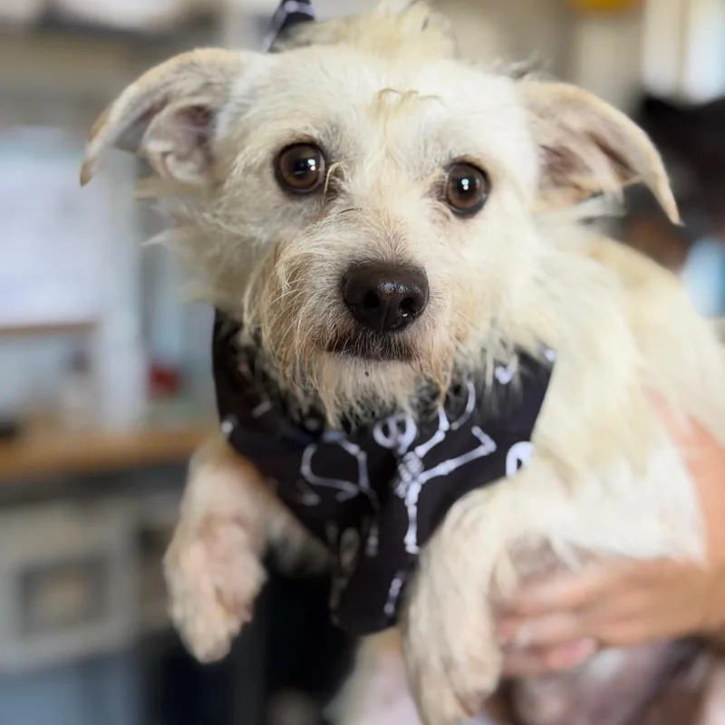 An adult small-sized male Cairn Terrier dog named Casper for adoption in New Orleans, LA