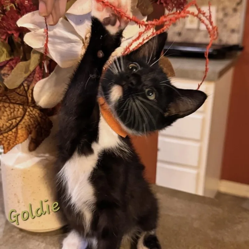 A baby small-sized female Black & White / Tuxedo Domestic Short Hair cat named Goldie for adoption in Bentonville, AR
