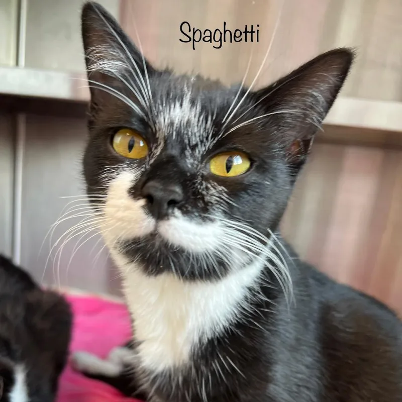 Spaghetti thumbnail 4