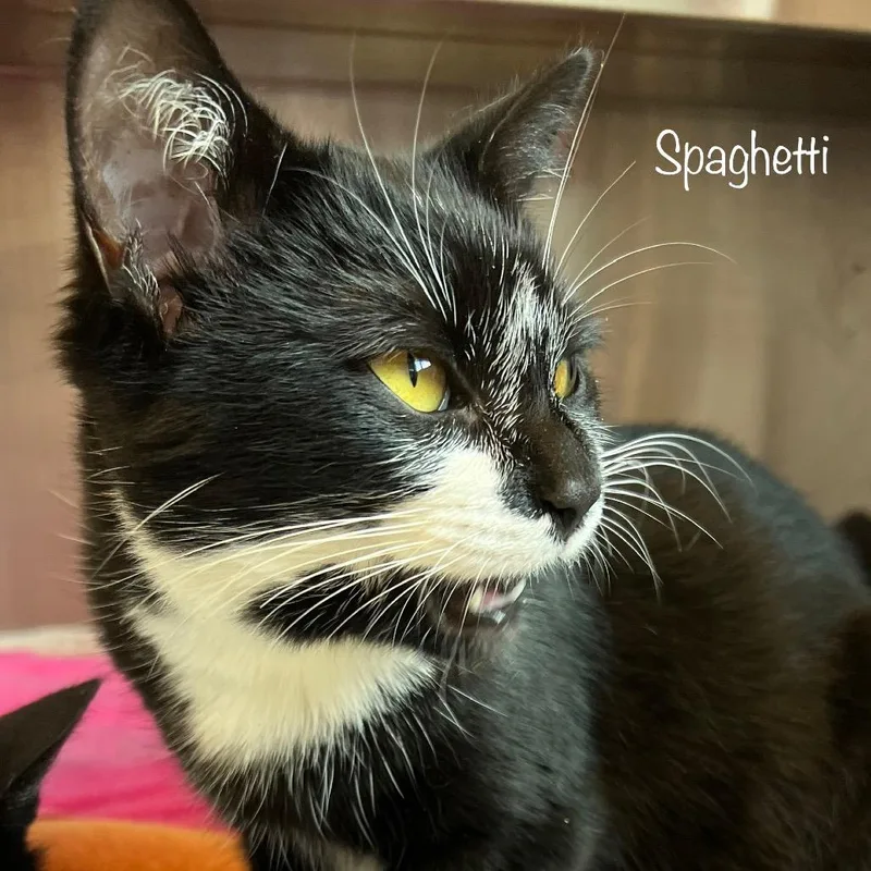 Spaghetti thumbnail 5