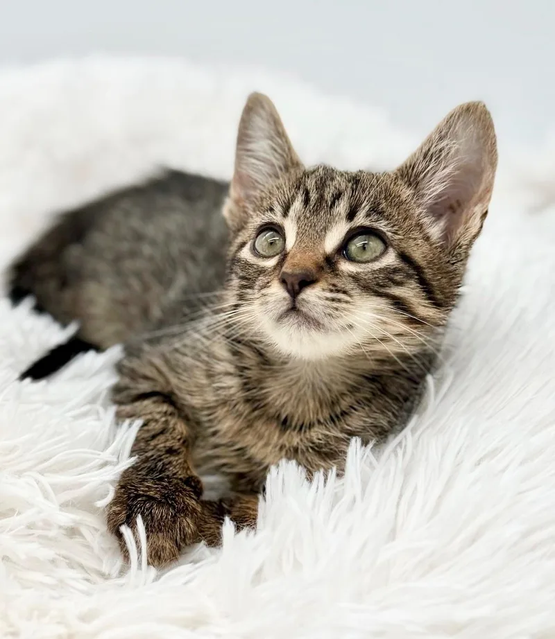 A baby medium-sized female Tabby (Brown / Chocolate) Tabby cat named Baby Bello for adoption in Covington, LA