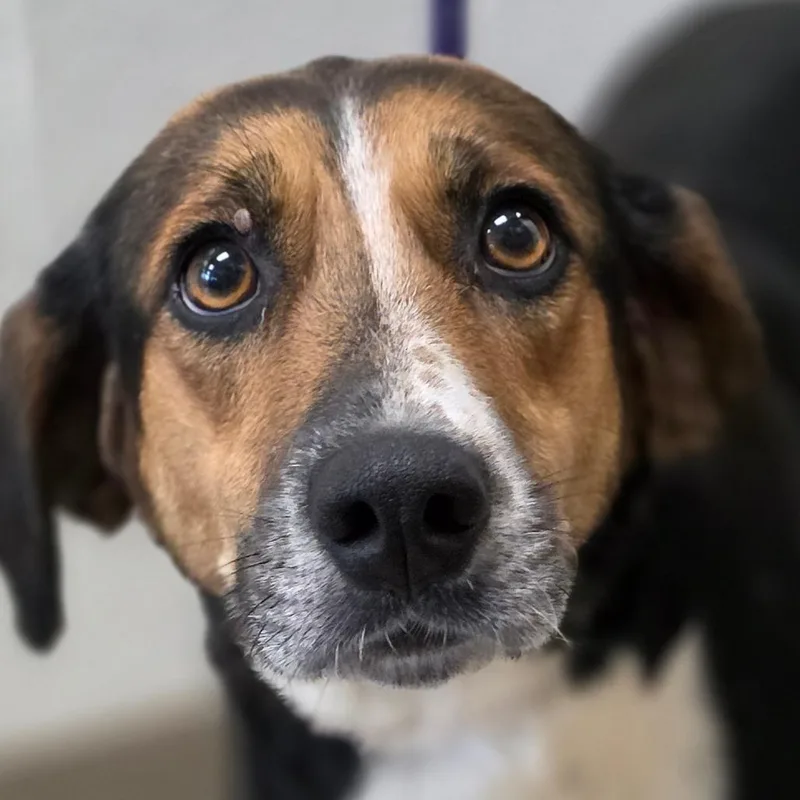 An adult medium-sized female Brown / Chocolate Hound dog named Alva for adoption in Chatham, VA