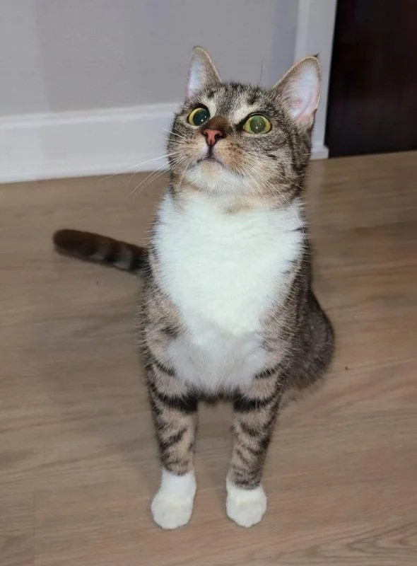 A young medium-sized female Domestic Short Hair cat named Jodie for adoption in Knoxville, TN