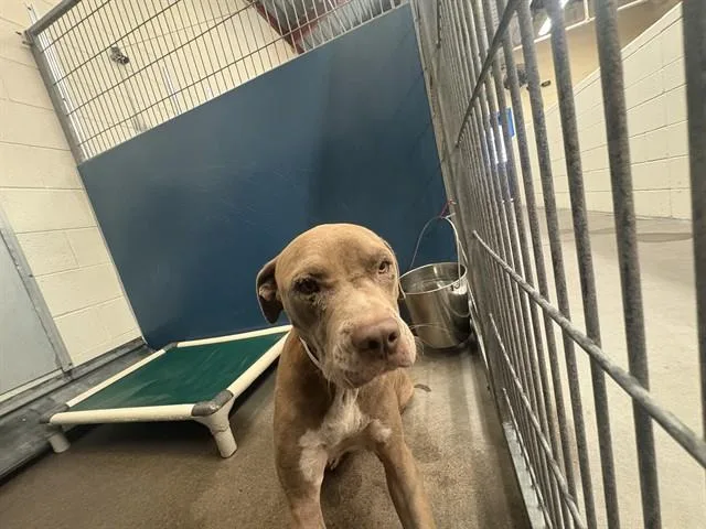 An adult large-sized male Pit Bull Terrier dog named Flint for adoption in Phoenix, AZ