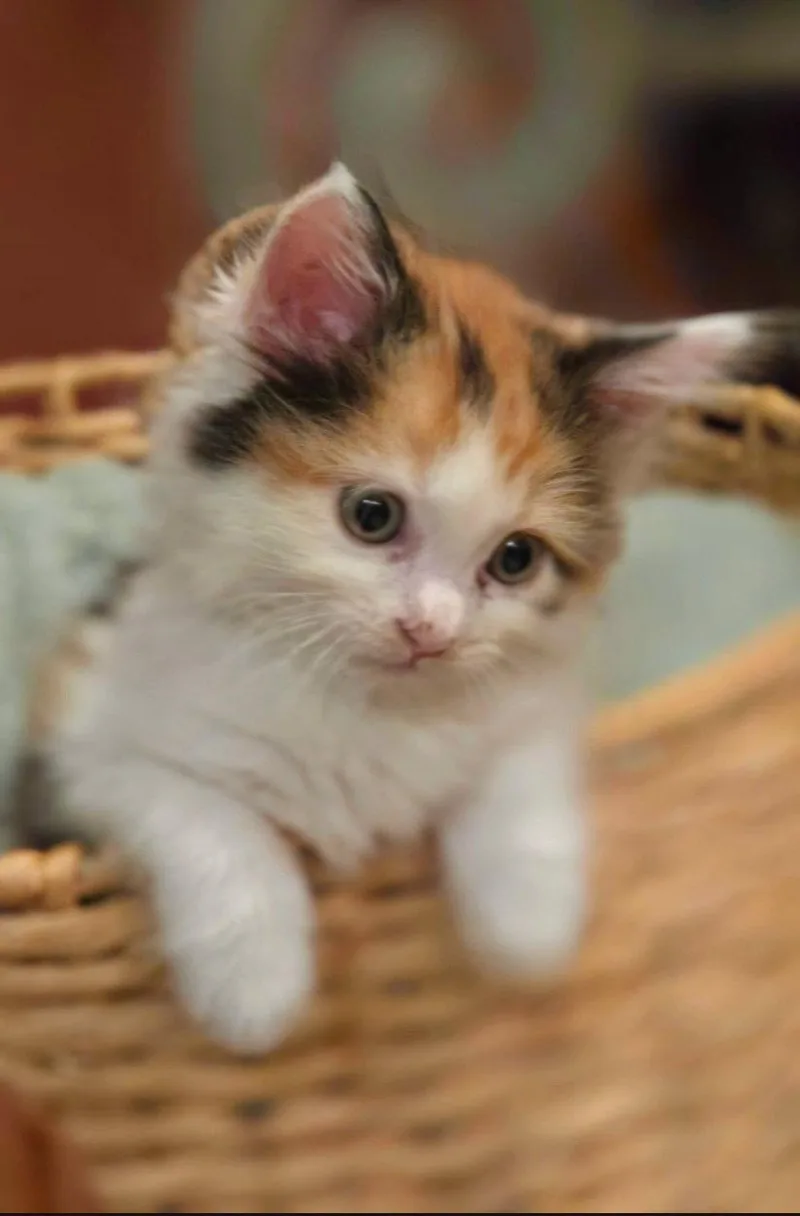A baby medium-sized female Calico cat named Taffy for adoption in Campbell, CA