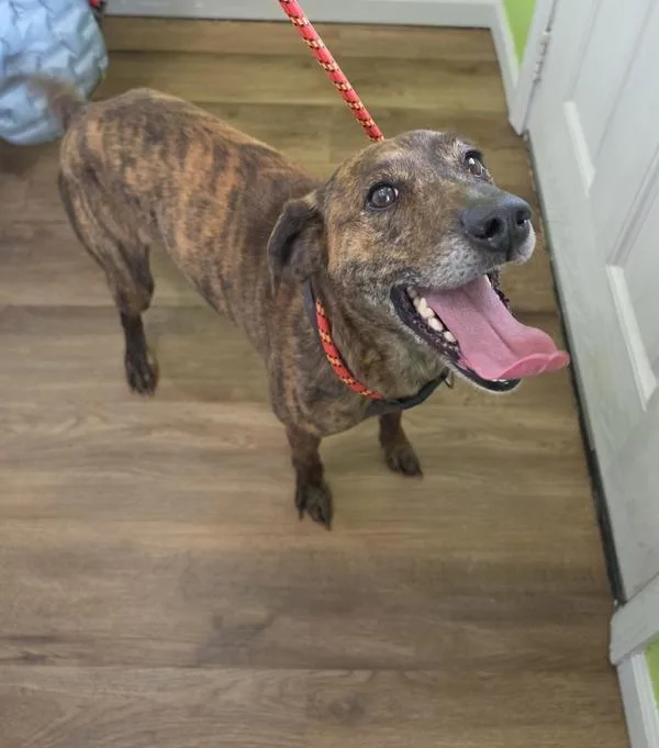 An adult medium-sized female Hound dog named Bonnie for adoption in Cleveland, TN