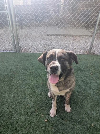 A young large-sized male Saint Bernard dog named Otis for adoption in Louisburg, NC