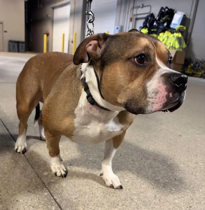 An adult medium-sized male White / Cream Pit Bull Terrier dog named Mack for adoption in Palatine, IL