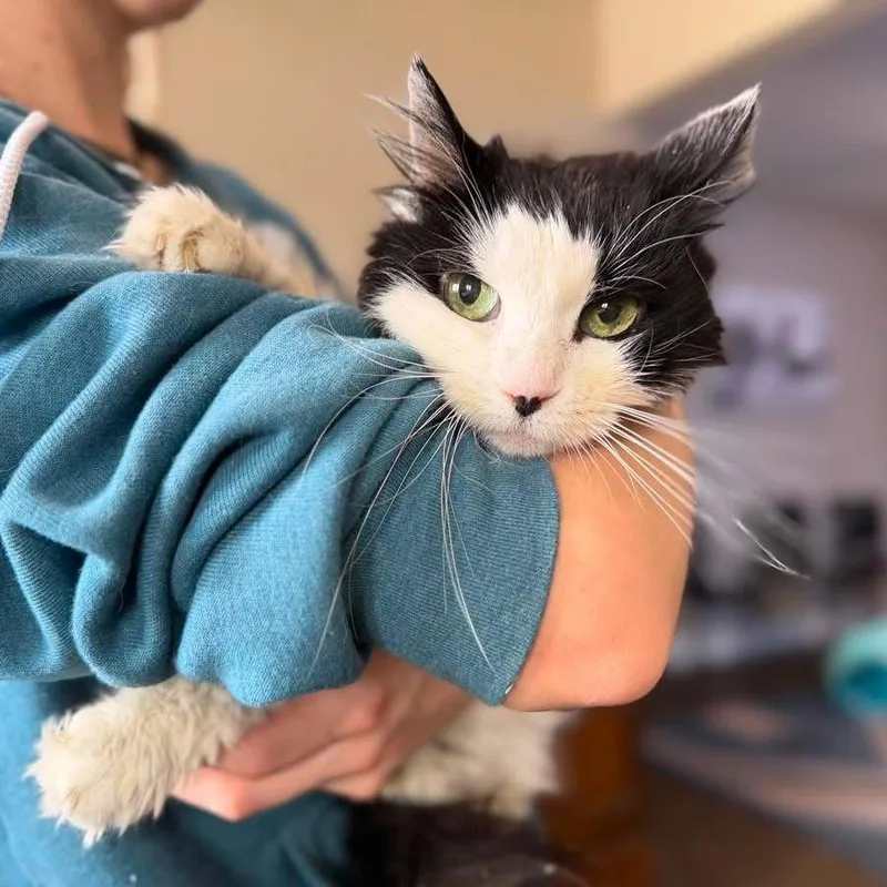A senior medium-sized female White Domestic Long Hair cat named River for adoption in Ramona, CA
