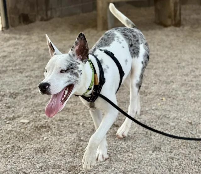 A young large-sized male Catahoula Leopard Dog dog named Rigo for adoption in Tucson, AZ