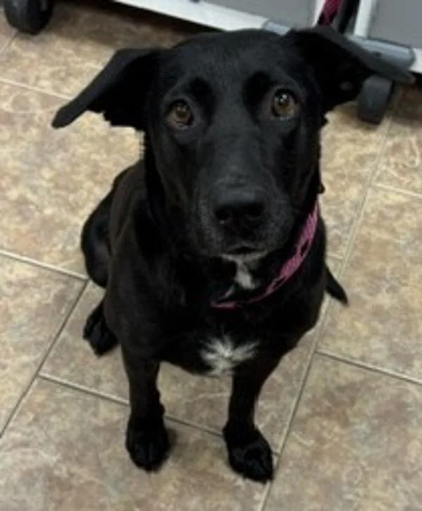 An adult large-sized female Labrador Retriever dog named Velvet for adoption in Littleton, CO