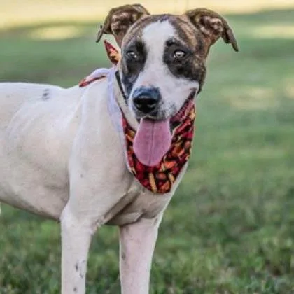 An adult large-sized male White / Cream Mixed Breed dog named Woody for adoption in Tyler, TX