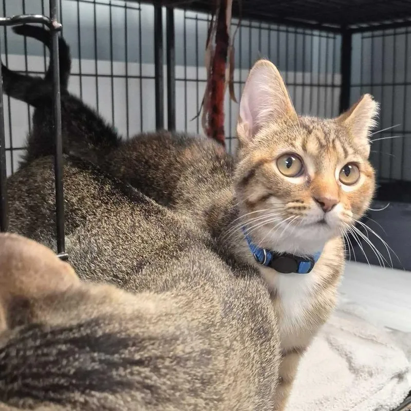 A young small-sized female Domestic Short Hair cat named Hey Siri for adoption in Davenport, IA