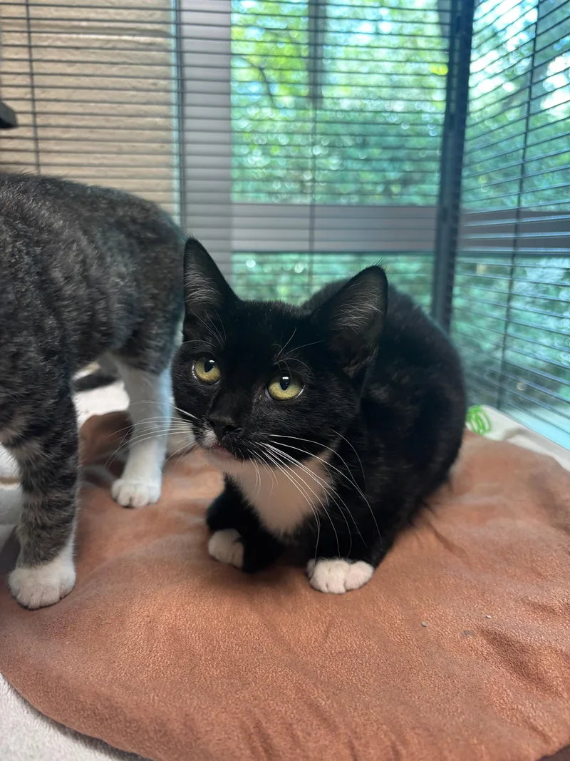 A baby medium-sized female Black Domestic Short Hair cat named Tessa for adoption in Charleston, SC