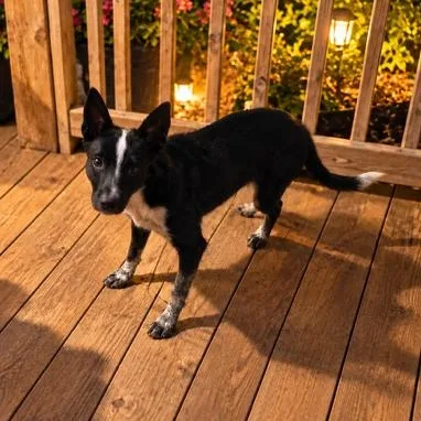 A baby small-sized female Black Australian Cattle Dog / Blue Heeler dog named Diane for adoption in Copper Hill, VA