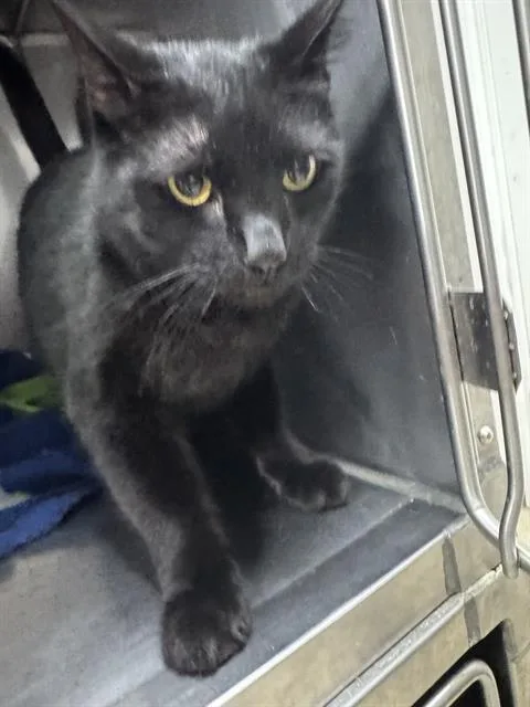 A young large-sized male Domestic Short Hair cat named Ryder for adoption in Killeen, TX