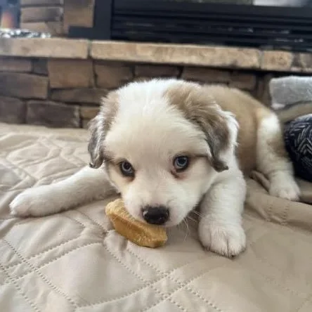 A baby medium-sized female White / Cream Australian Shepherd dog named Berkeley for adoption in Midlothian, VA