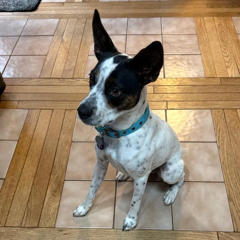 An adult medium-sized male White / Cream Boston Terrier dog named Buddy for adoption in Rockville, MD