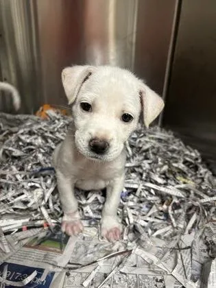 A baby large-sized male Labrador Retriever dog named Raspberry for adoption in Morton Grove, IL