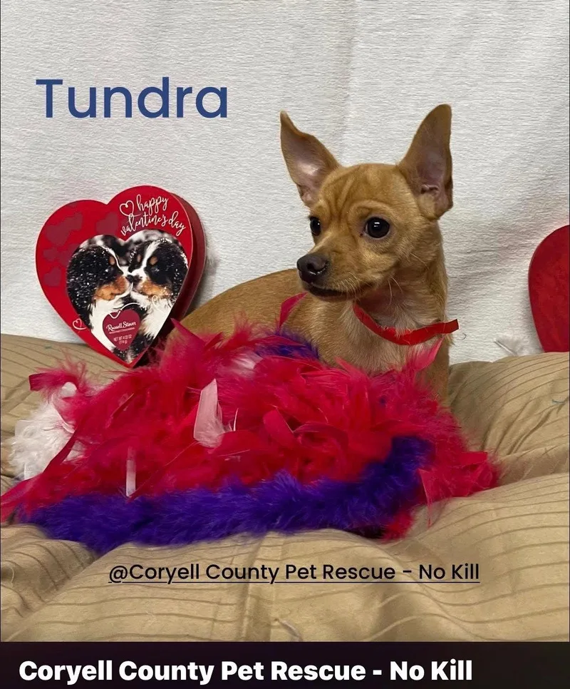 An adult small-sized male Chihuahua dog named Tundra for adoption in Newport, NH