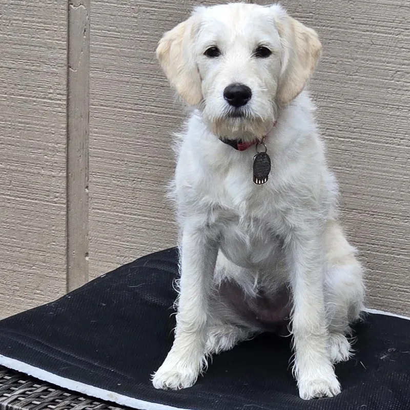 A baby medium-sized female Labrador Retriever dog named Belly for adoption in Mooresville, NC
