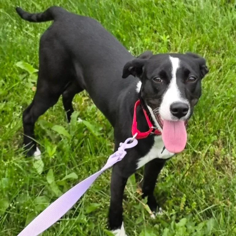 A baby medium-sized female Beagle dog named Josephine for adoption in Columbia, IL