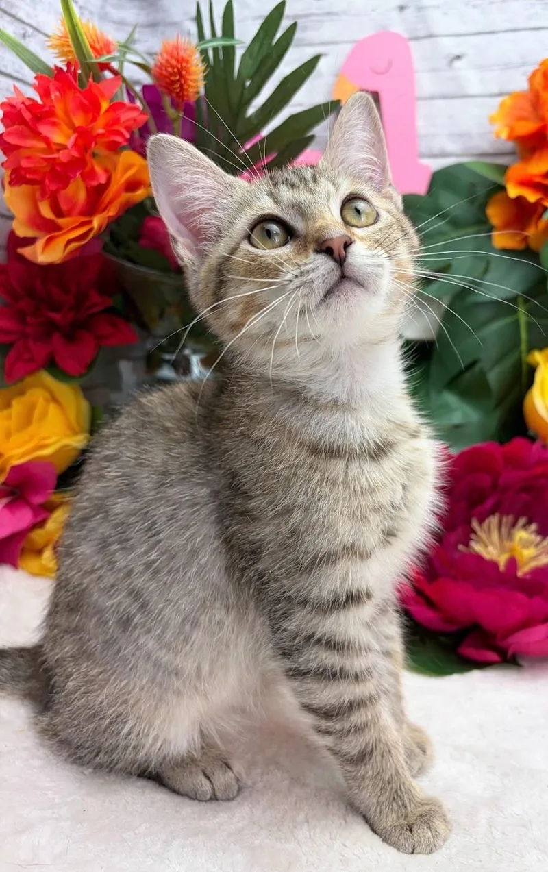 A baby small-sized female Orange / Red Domestic Short Hair cat named Lemon The Snack for adoption in Ocean Springs, MS