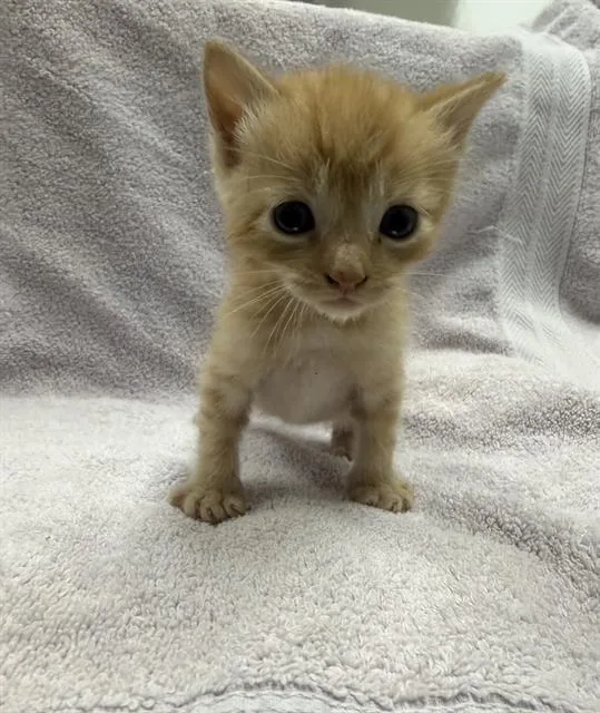 A baby small-sized male Domestic Short Hair cat named Pumbaa for adoption in Ontario, CA