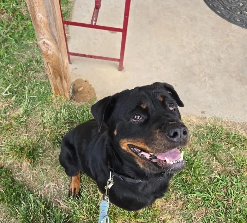 Callisto thumbnail 2