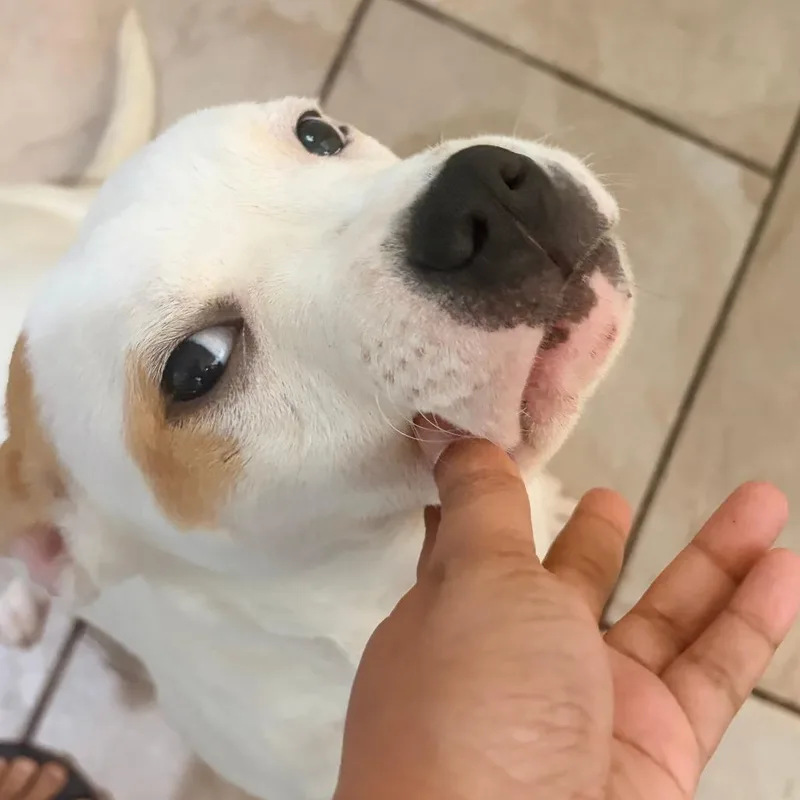 A baby medium-sized female White / Cream Pit Bull Terrier dog named Winter for adoption in Philadelphia, PA
