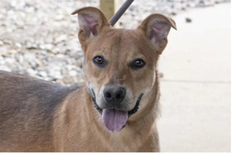 A young medium-sized male Brown / Chocolate Mixed Breed dog named Harvard for adoption in Terre Haute, IN