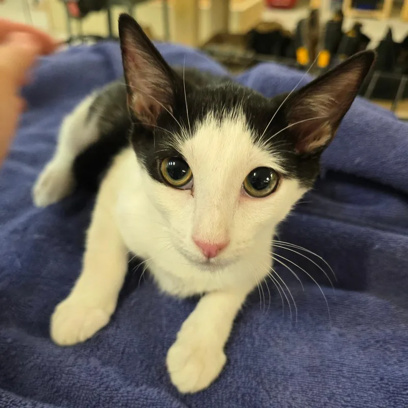 A baby small-sized male White Domestic Short Hair cat named Adrian for adoption in Williston, FL