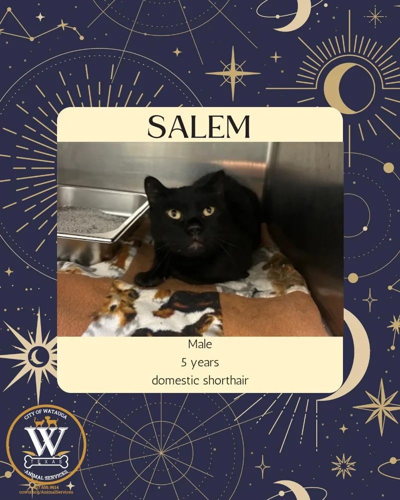 An adult medium-sized male Black Domestic Short Hair cat named Salem for adoption in Watauga, TX