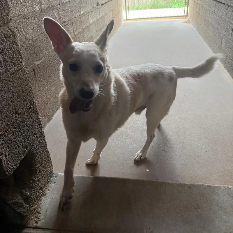 An adult small-sized male Chihuahua dog named Johnny for adoption in Casa Grande, AZ