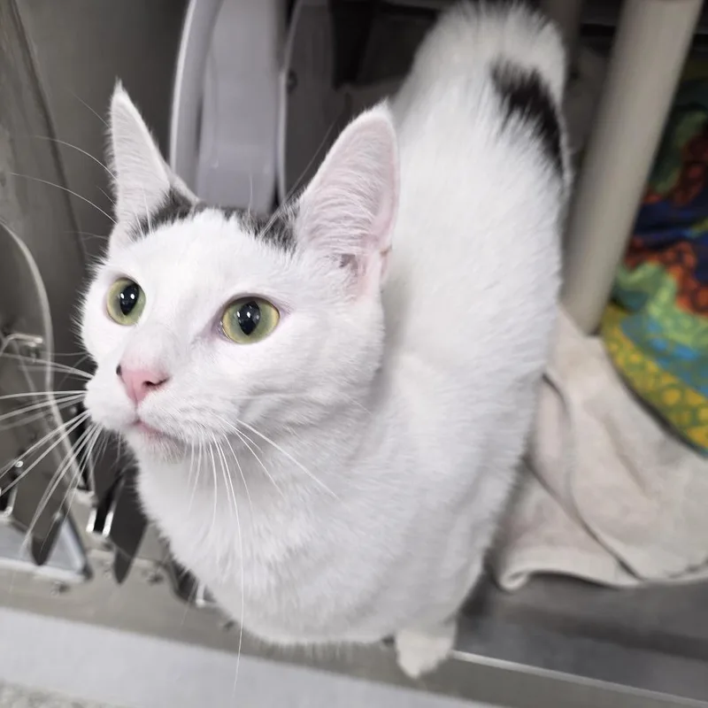 A young medium-sized female Gray / Blue / Silver Domestic Short Hair cat named Lola for adoption in Fort Wayne, IN