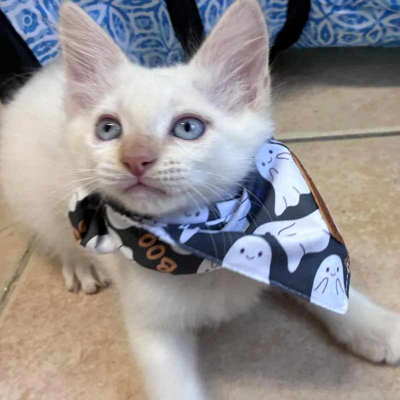Boo & Autumn thumbnail 6