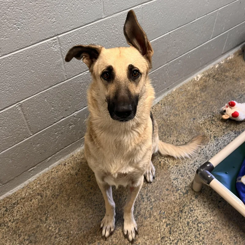 An adult large-sized female German Shepherd Dog dog named Ridley for adoption in Ridgway, CO