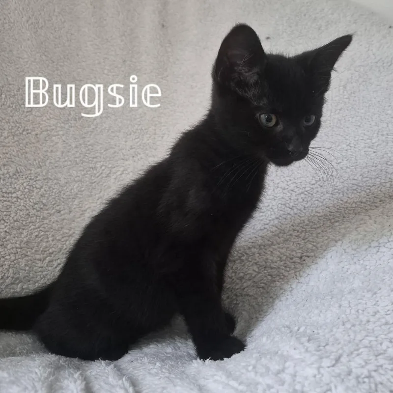 Bugsy thumbnail 3
