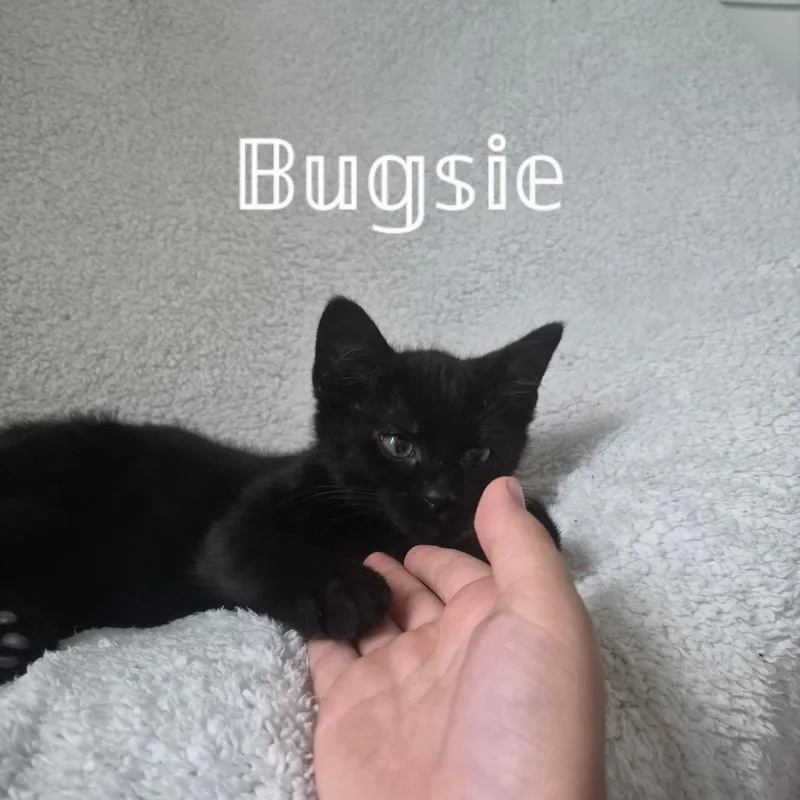 Bugsy thumbnail 4