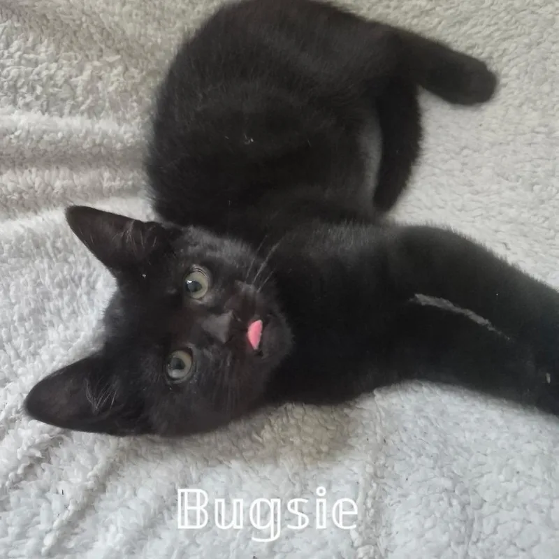 Bugsy thumbnail 5